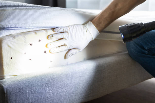 Best Ant Control Services  in Loudonville, NY