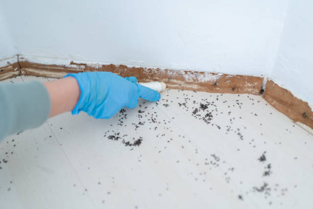 Best Pest Control Near Me in Loudonville, NY